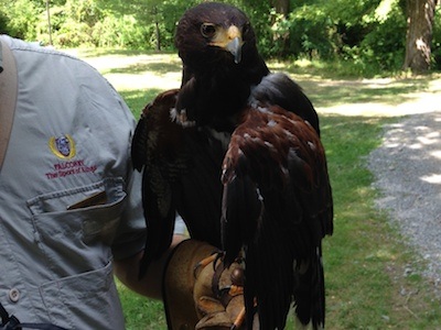 This is a Harris Hawk from the Southwest USA. It's a popular bird for the sport.