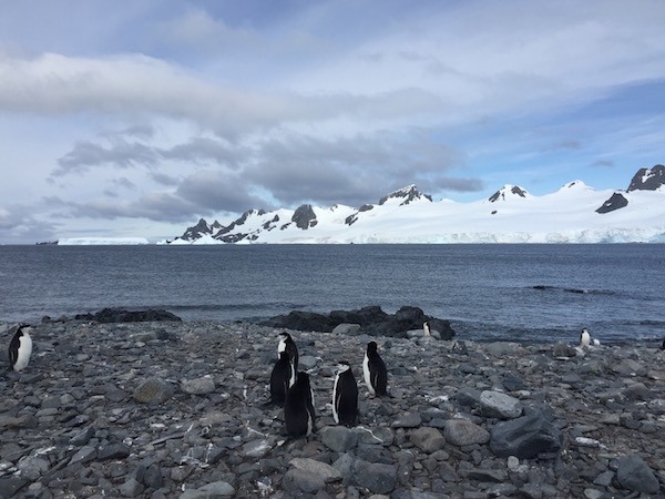 These Chinstrap Penguins are getting ready to go for a swim. They're going to fill their bellies in order to vomit up lunch for their chicks.