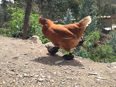 The treatment of the chickens, on the other hand, is remarkable. They're given shoes.