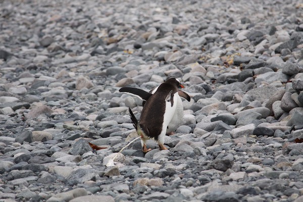 During breeding season, penguins (1) eat; (2) cover their chicks; or (3) engage in this activity.