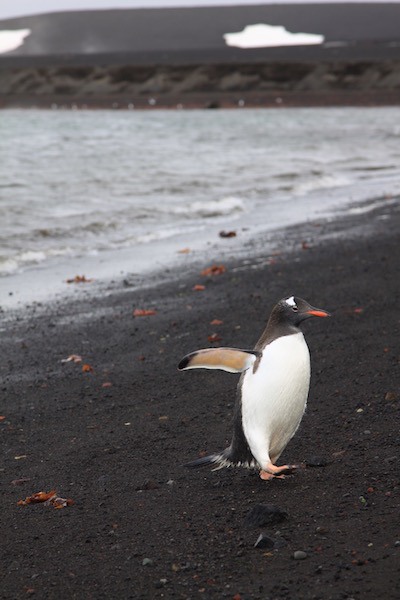 Here's a Gentoo coming back from a swim.
